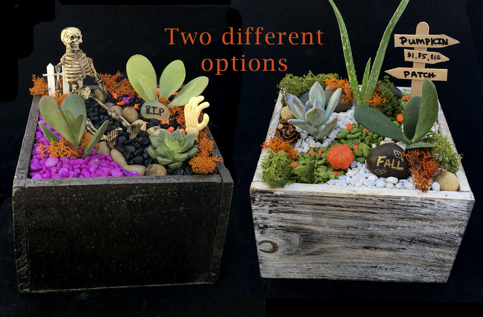 A Fall Combo Option plant nite project by Yaymaker