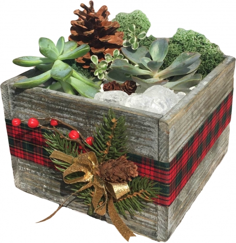 A Seasonal Succulent Rustic Square Wooden Terrarium plant nite project by Yaymaker