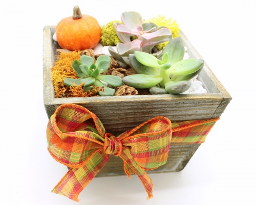 A Succulents in light wood tapered square w autumn ribbon plant nite project by Yaymaker