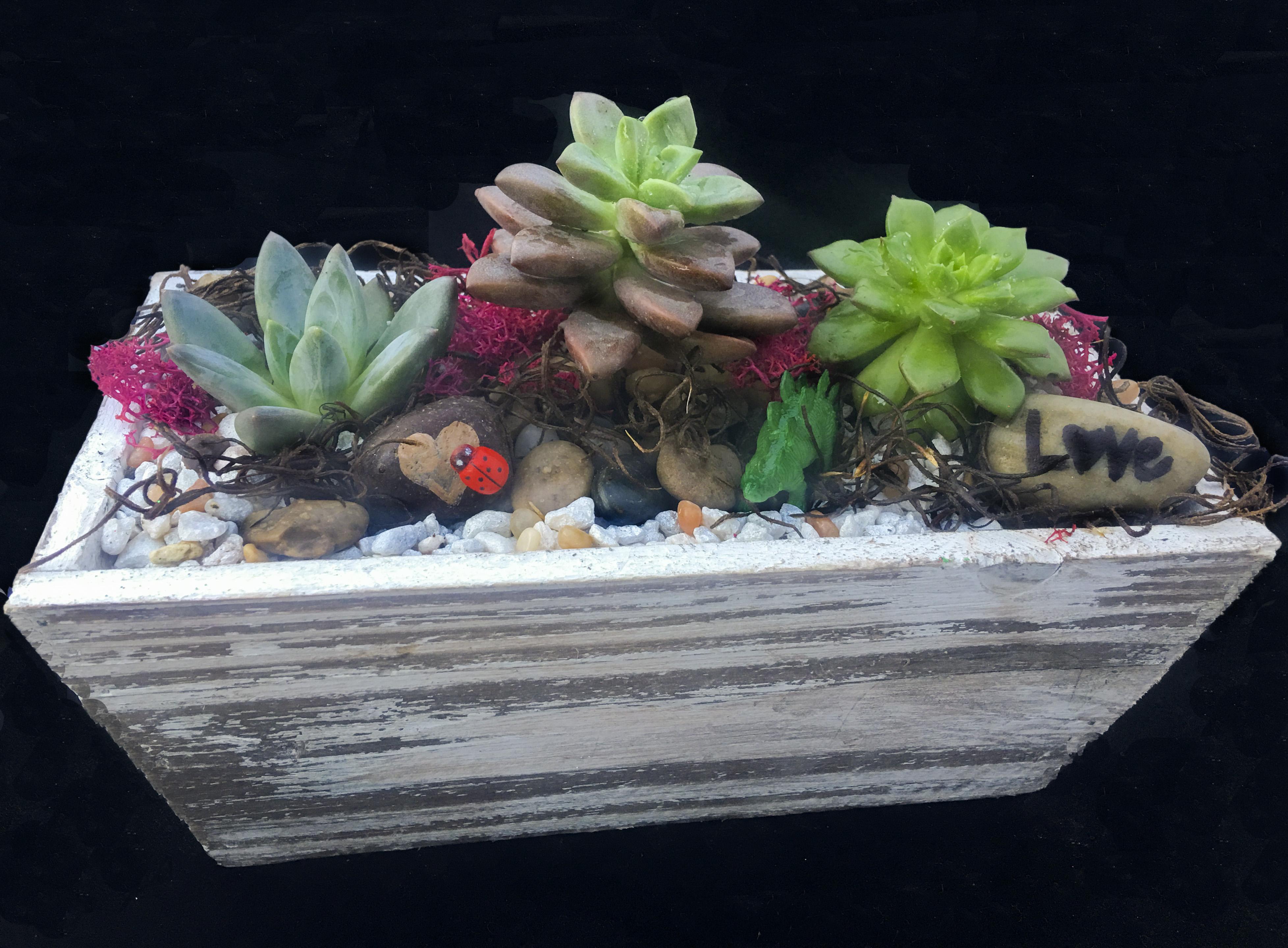 A So Succulent plant nite project by Yaymaker