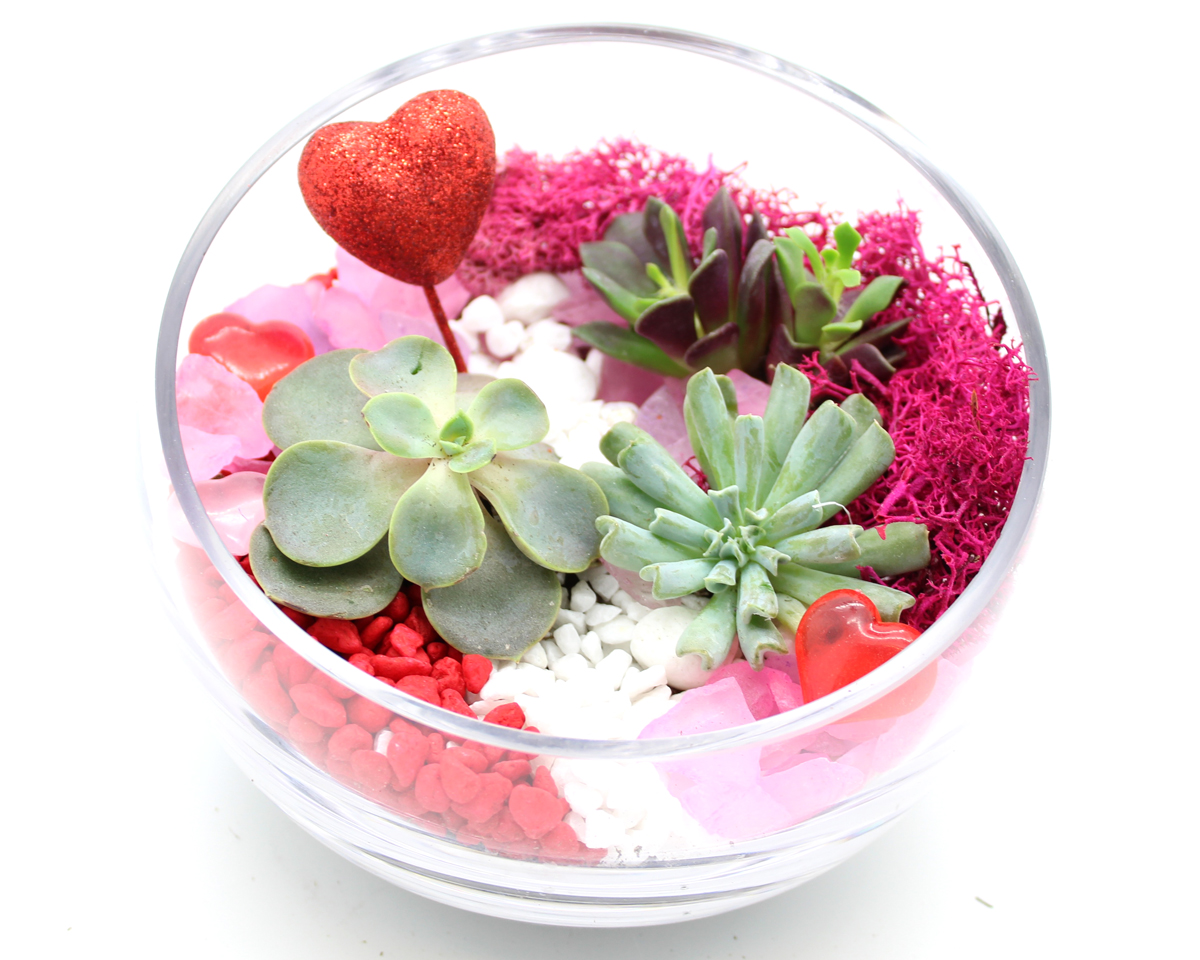 A Succulents in Slope Bowl  Valentine Hearts plant nite project by Yaymaker