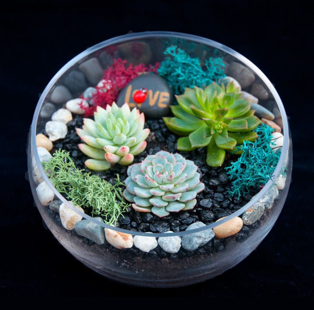 A Beautiful Succulent Slope Bowl plant nite project by Yaymaker