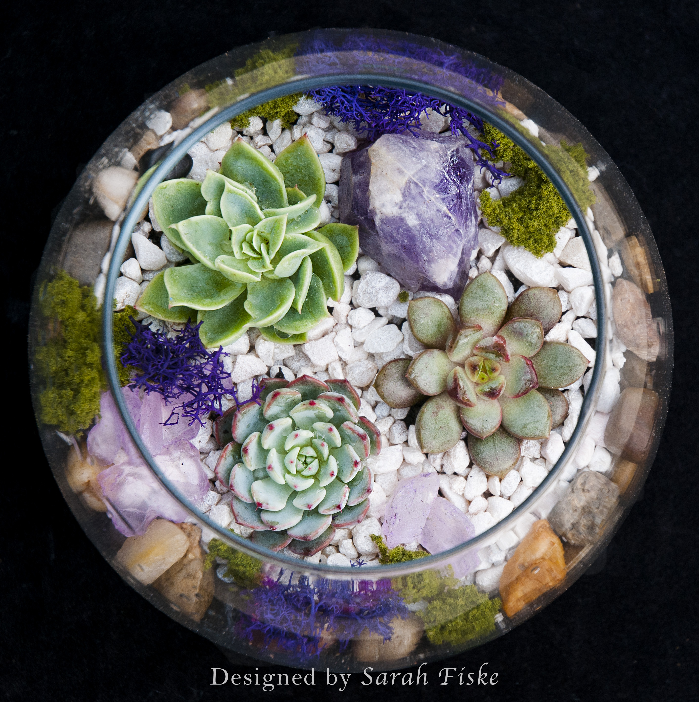 A Amethyst in Rose Bowl plant nite project by Yaymaker