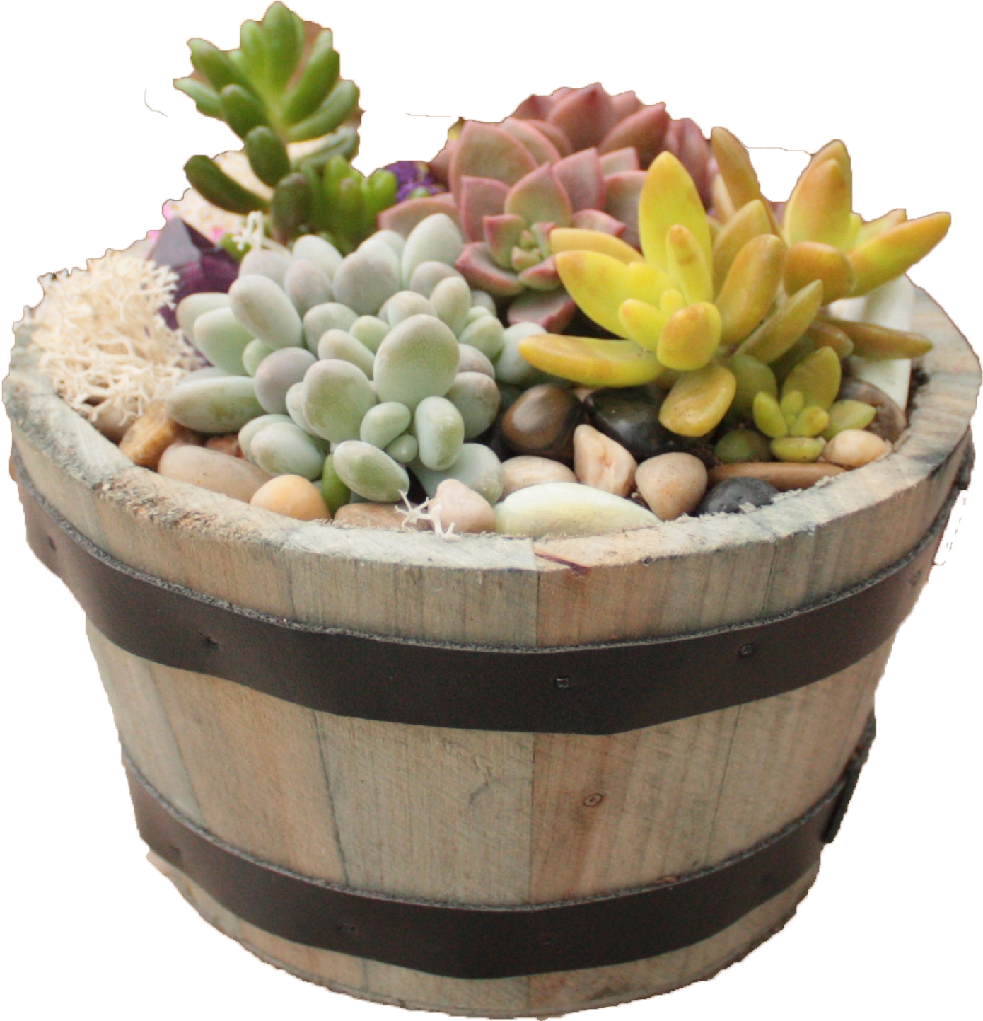 A Succulents in Whiskey Barrel plant nite project by Yaymaker