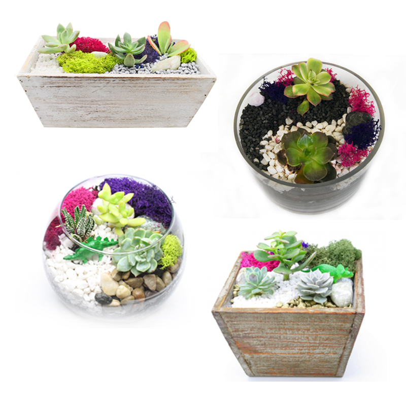 A Succulent Terrarium in Glass and Wood Container Mashup plant nite project by Yaymaker