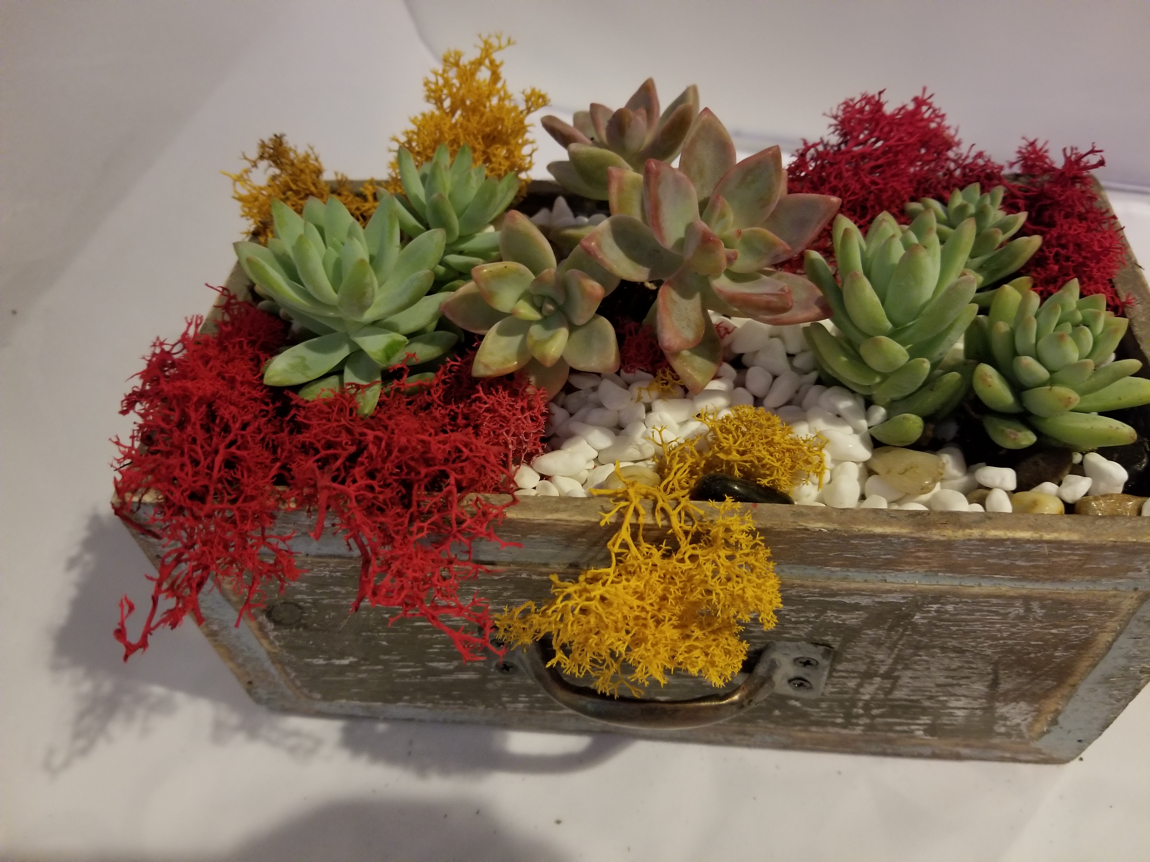 A Succulents in a Drawer plant nite project by Yaymaker
