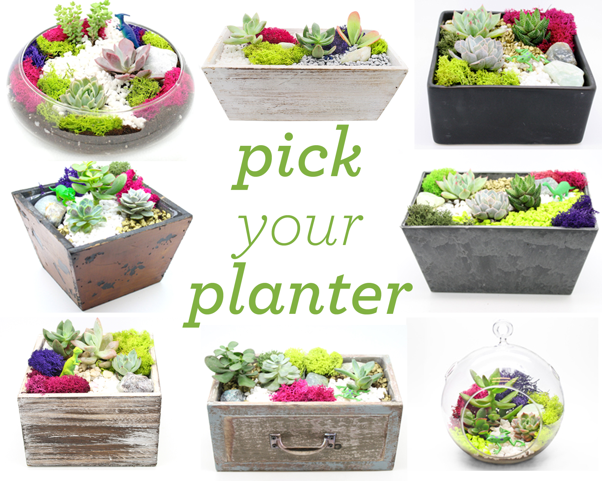 A Pick Your Planter Succulents Assortment for Choosing plant nite project by Yaymaker