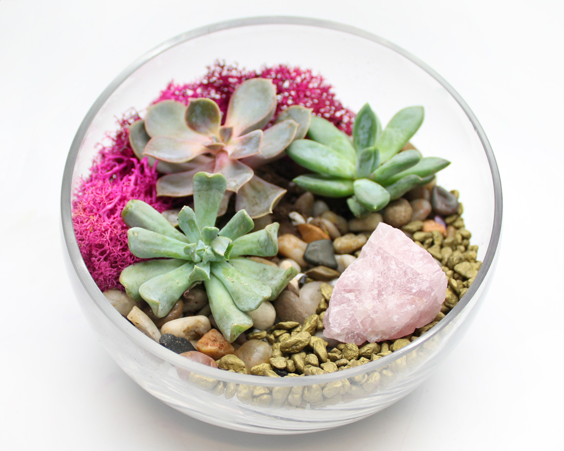 A Succulents in Slope Bowl with Rose Quartz plant nite project by Yaymaker