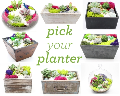 A Create a Succulent Garden or Terrarium Pick the Container and Design plant nite project by Yaymaker