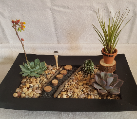 A Zen Garden with Air Plant plant nite project by Yaymaker
