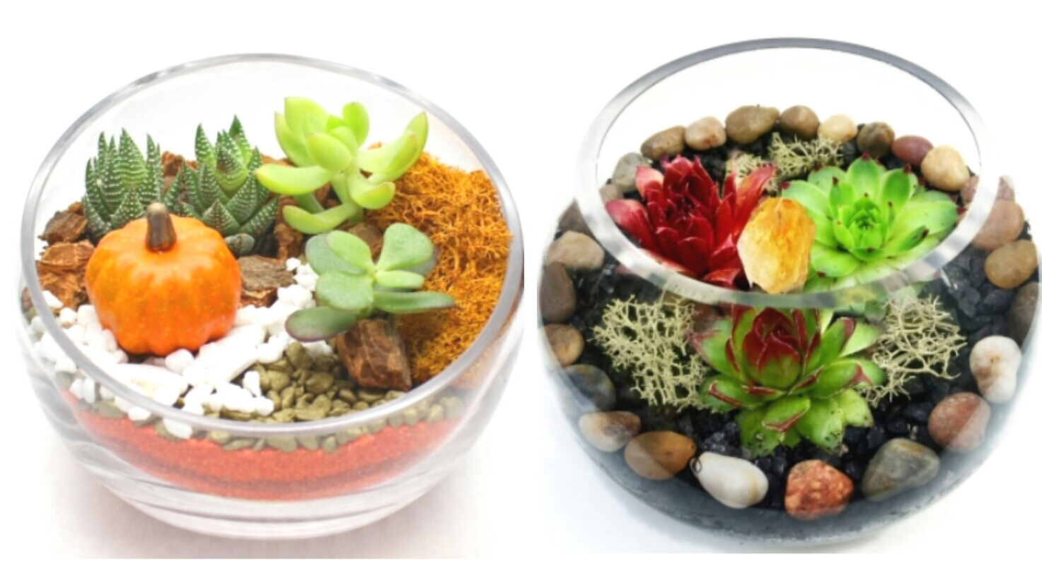 A Fall Succulent Terrariums with Citrine Crystal Pumpkin and Assorted Color Moss plant nite project by Yaymaker