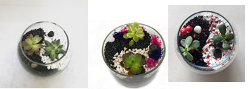 A Yin Yang Options plant nite project by Yaymaker