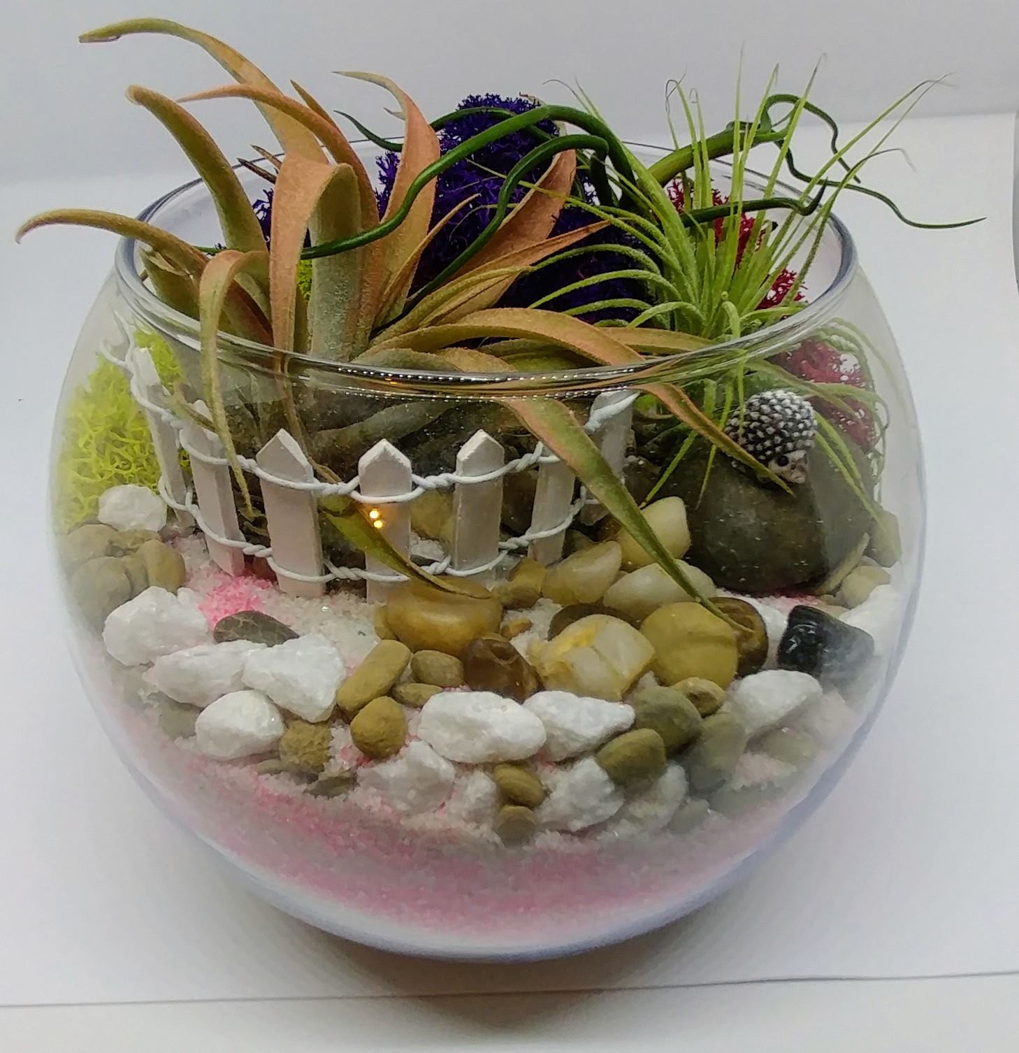 A Cute Hedgehog Sand Art with Air Plants plant nite project by Yaymaker