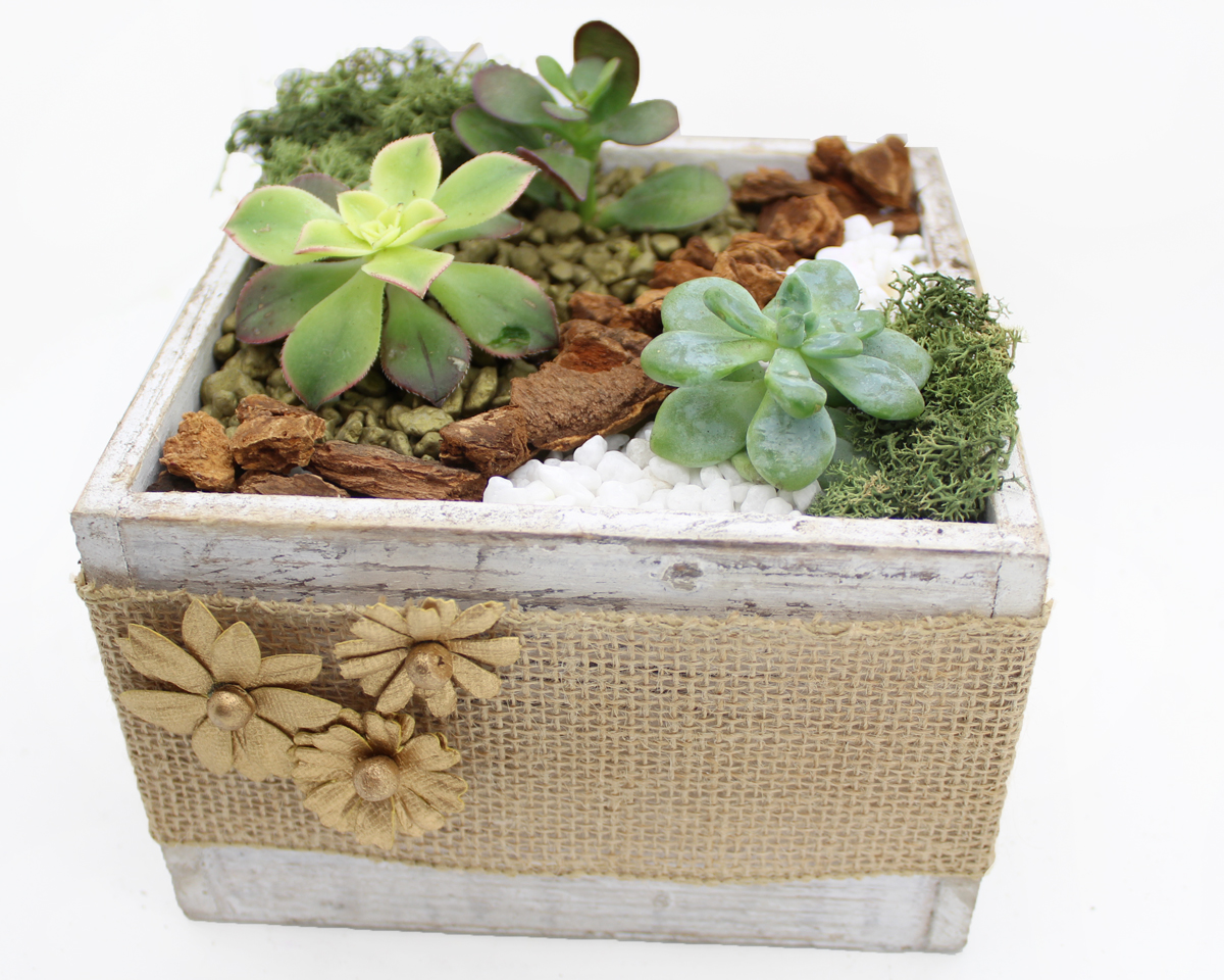 A Succulents in White Wood Box with Burlap Ribbon and Gold Flowers plant nite project by Yaymaker