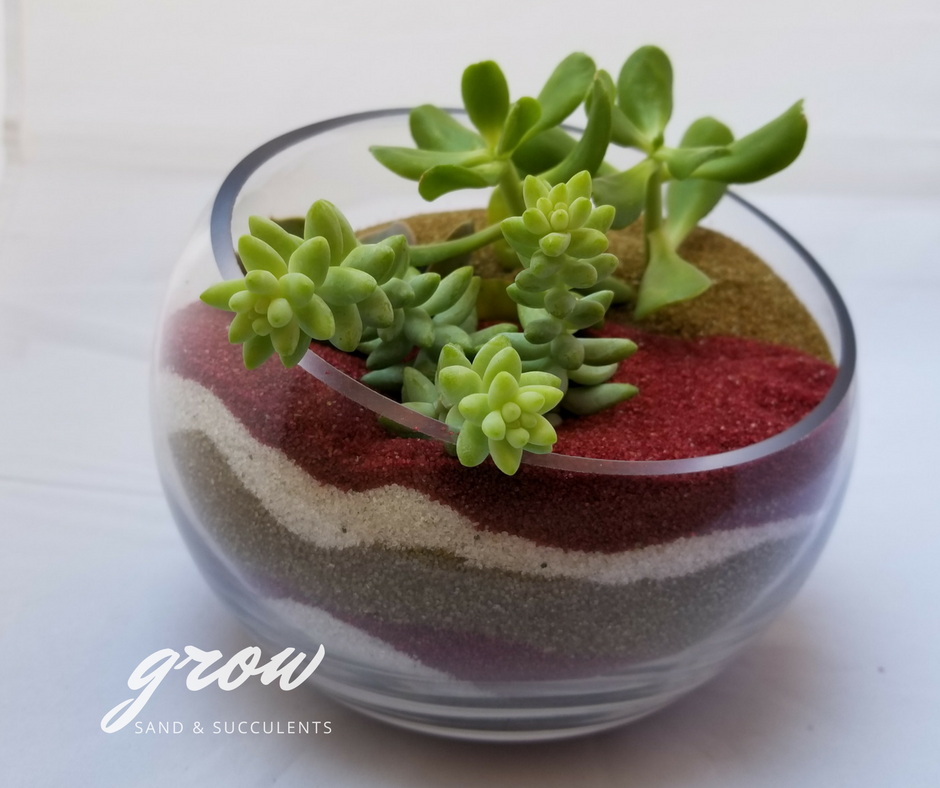 A Sand and Succulents in Slanted Bowl plant nite project by Yaymaker