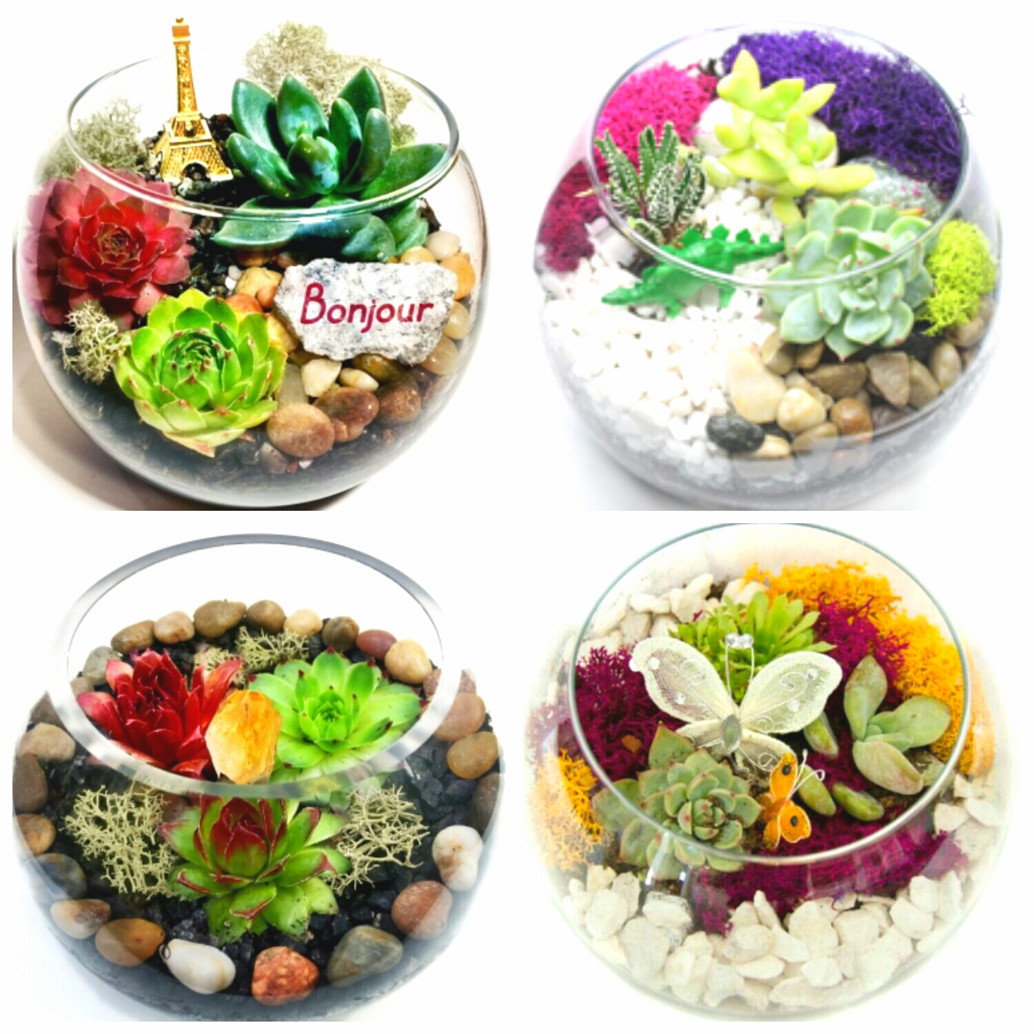 A Create a Succulent Terrarium You Pick the Design plant nite project by Yaymaker