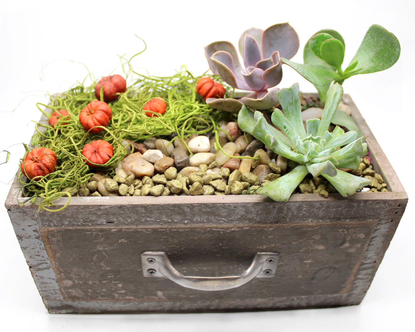 A Pumpkin Patch Succulents in Rustic Drawer plant nite project by Yaymaker
