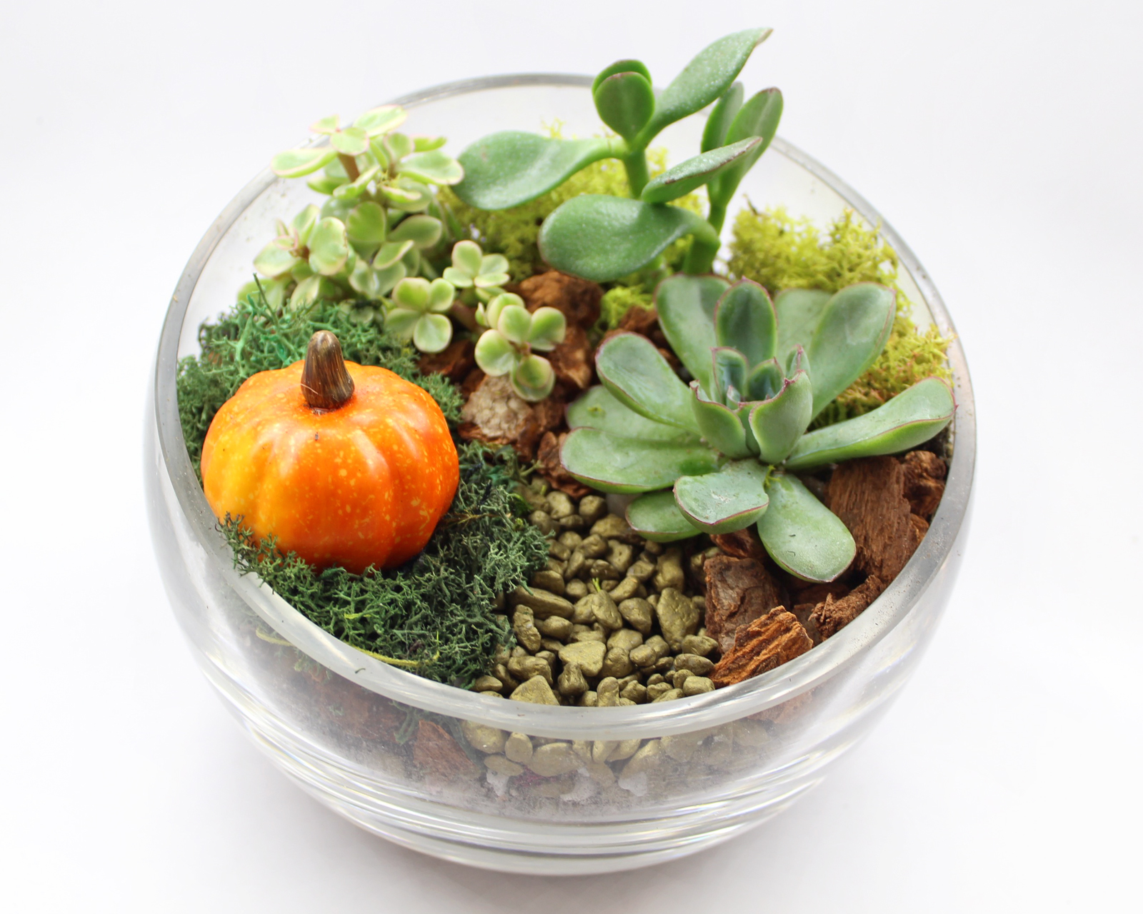 A Succulents in Slope Bowl with Fall Pumpkin plant nite project by Yaymaker