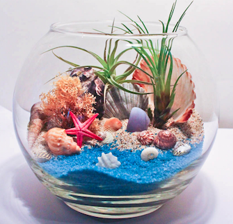 A Under the Sea  Shells air plant Rose bowl plant nite project by Yaymaker