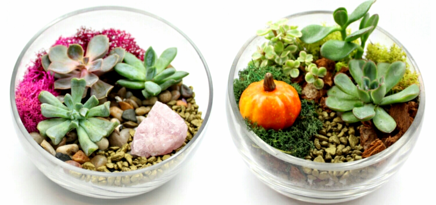 A Pick A Fall or Classic Succulent Terrarium Design WIth Pumpkin or Rose Quartz Crystal plant nite project by Yaymaker