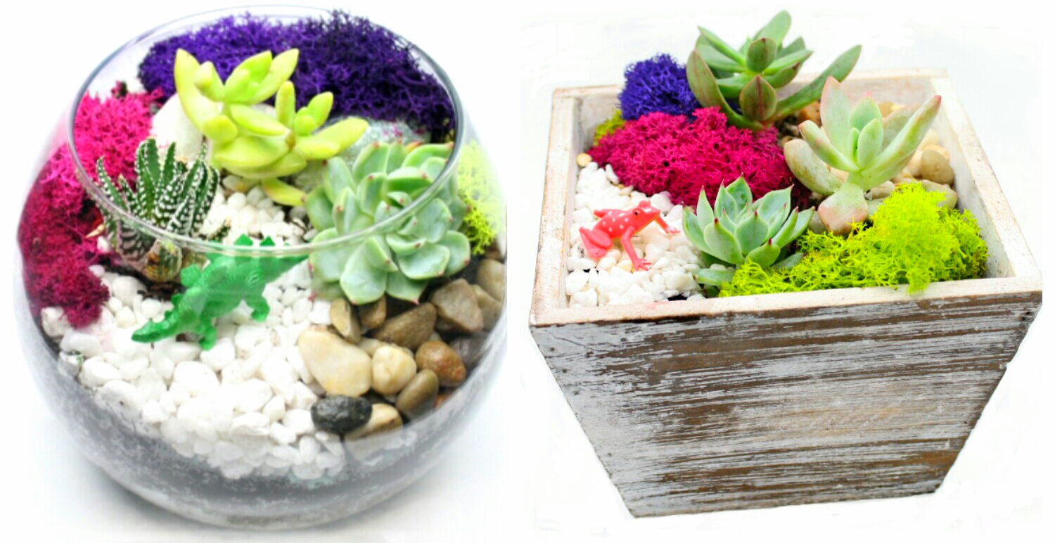 A Succulent Garden in Rustic Wood Box or Glass Bowl plant nite project by Yaymaker
