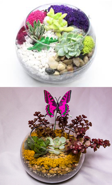 A Dino or Butterfly Succulent Terrarium plant nite project by Yaymaker