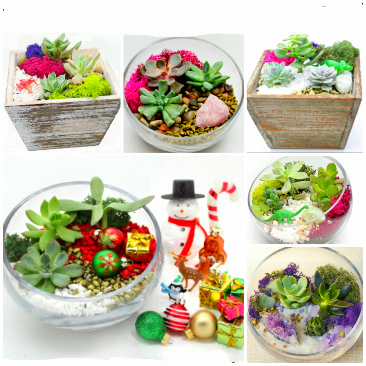 A Pick a Succulent Garden Box or Glass Terrarium Design Classic Design Options and Bonus Holiday Decorations plant nite project by Yaymaker