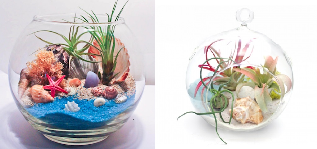 A Air Plant Terrarium in Hanging Globe or Rose Bowl plant nite project by Yaymaker