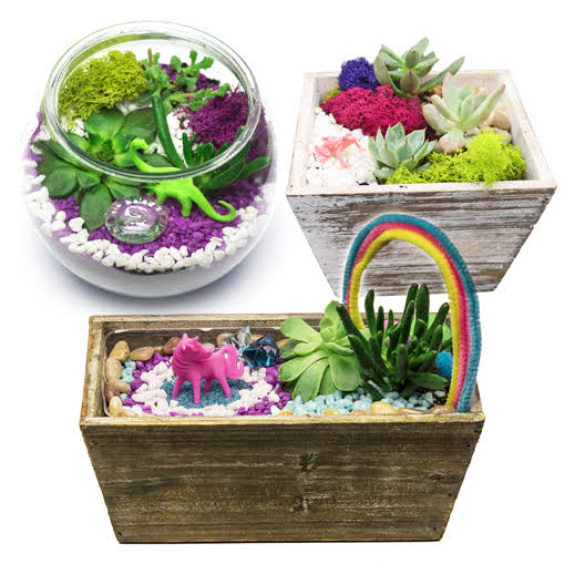 A Succulent Garden in Wooden or Glass Container You Pick the Design plant nite project by Yaymaker