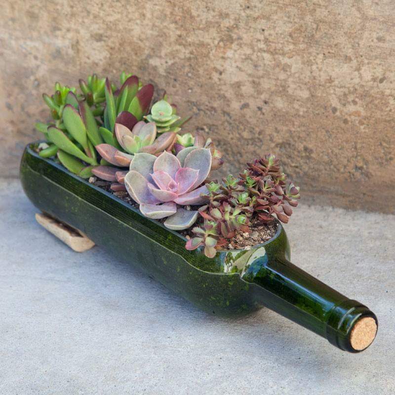 A Wine Bottle Succulent Planter plant nite project by Yaymaker