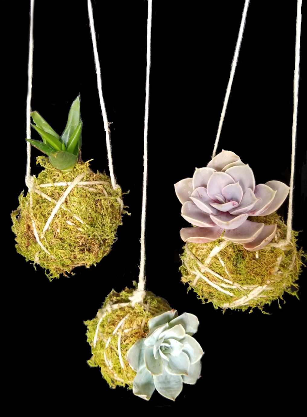 A Moss and Twine Hanging Succulents plant nite project by Yaymaker
