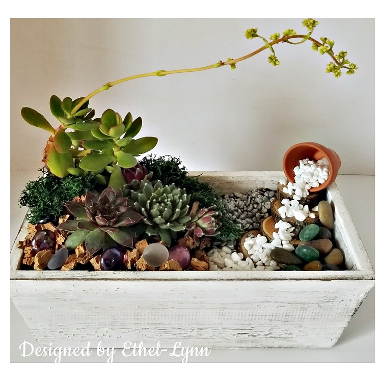 A Haiku Stairs Stairway to Heaven Succulent Terrarium plant nite project by Yaymaker