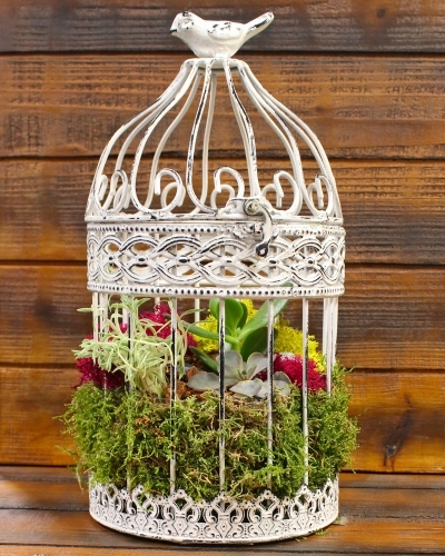 A Create a Succulent Garden is Rustic Metal Birdcage with Color Moss plant nite project by Yaymaker
