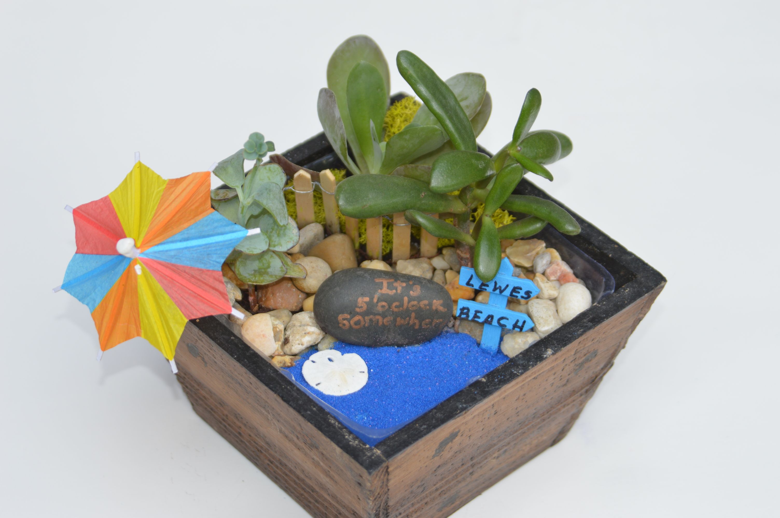 A Bay Beach Succulent Garden plant nite project by Yaymaker