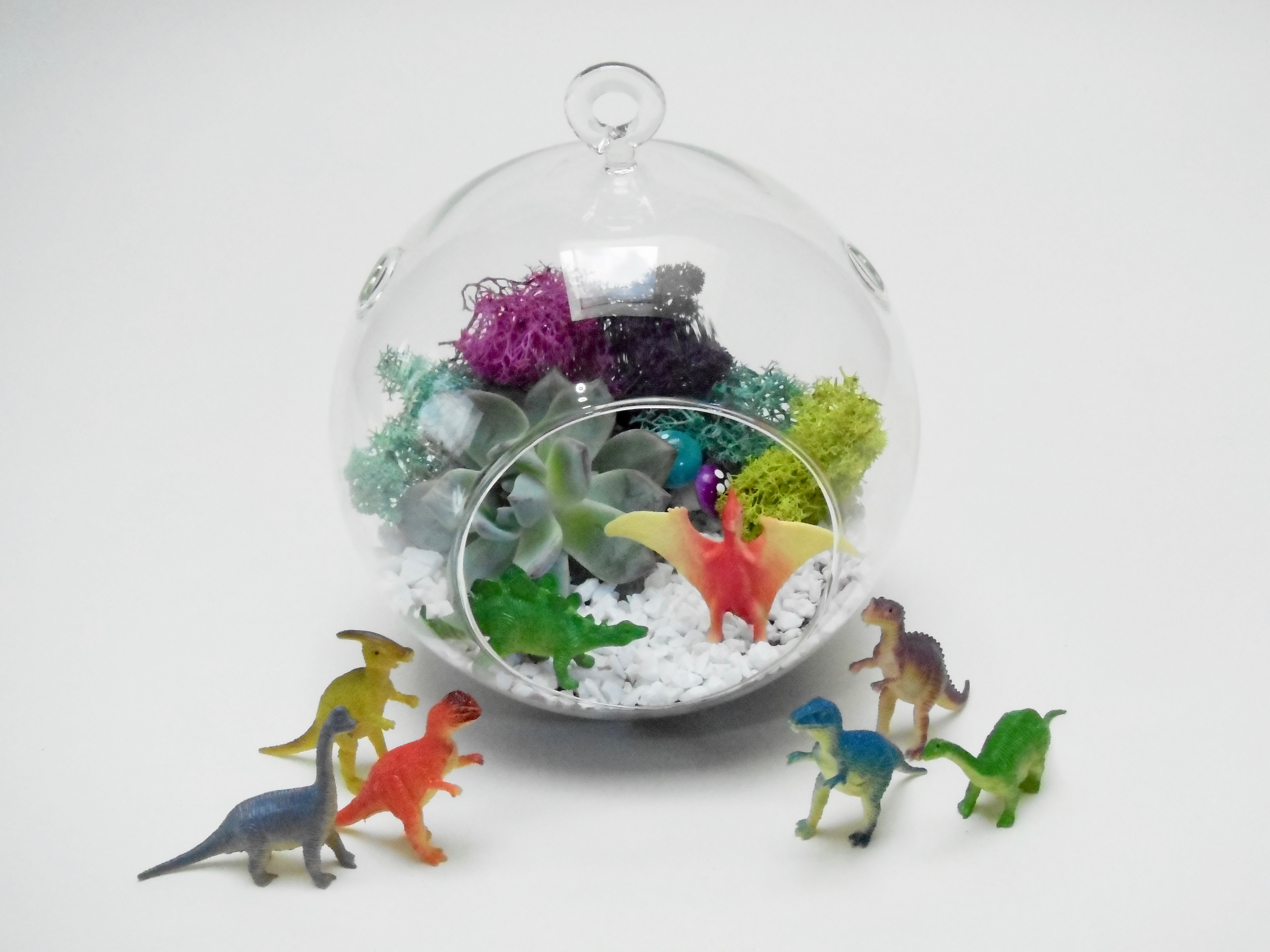 A Choose A Dino  Succulent Globe plant nite project by Yaymaker