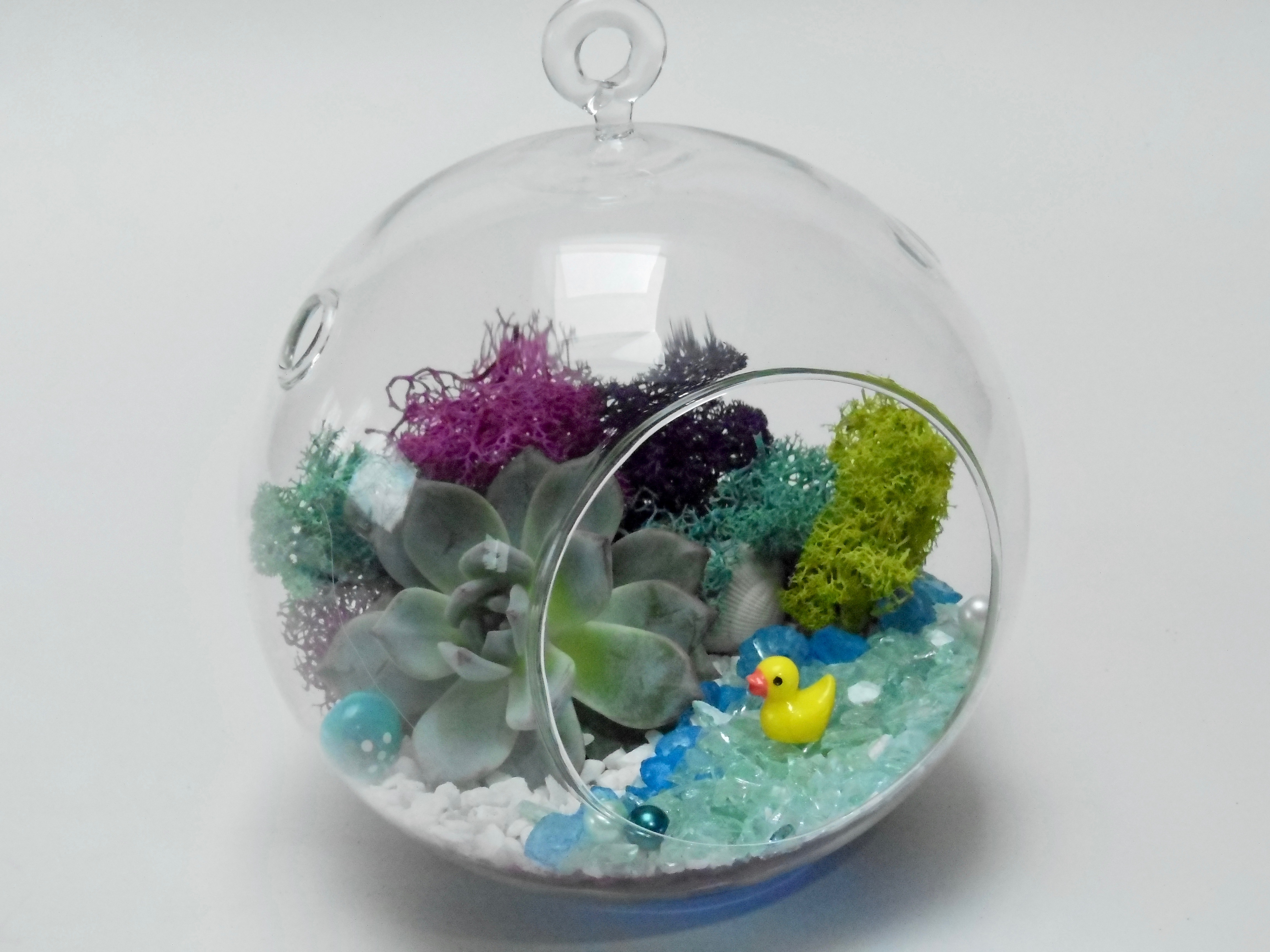 A Duckie Pond  Globe Succulent plant nite project by Yaymaker