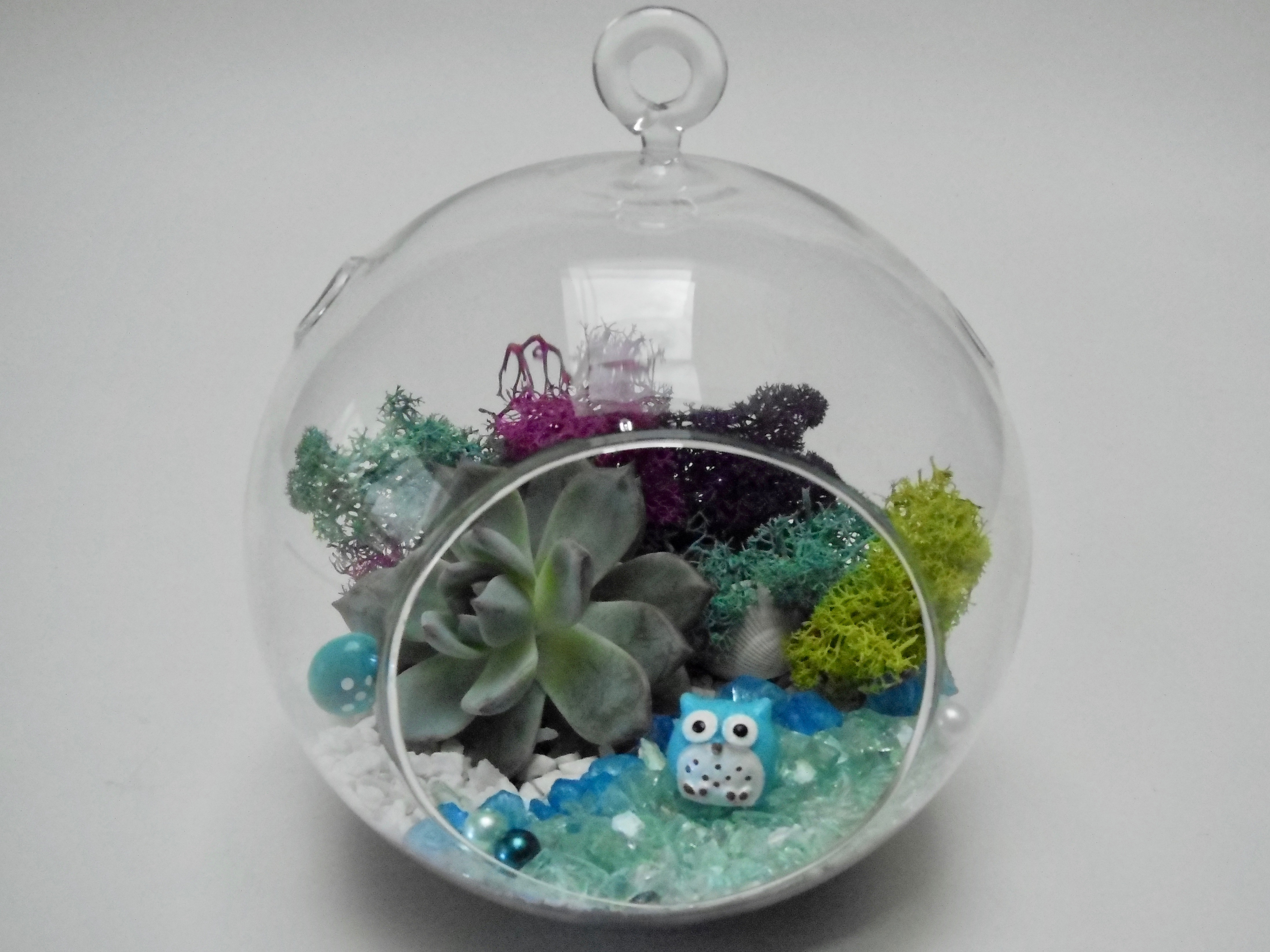 A Owl Cutie  Globe Succulent plant nite project by Yaymaker
