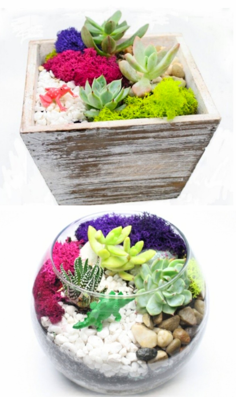 A Succulent Garden in Glass or Rustic Wood Container plant nite project by Yaymaker