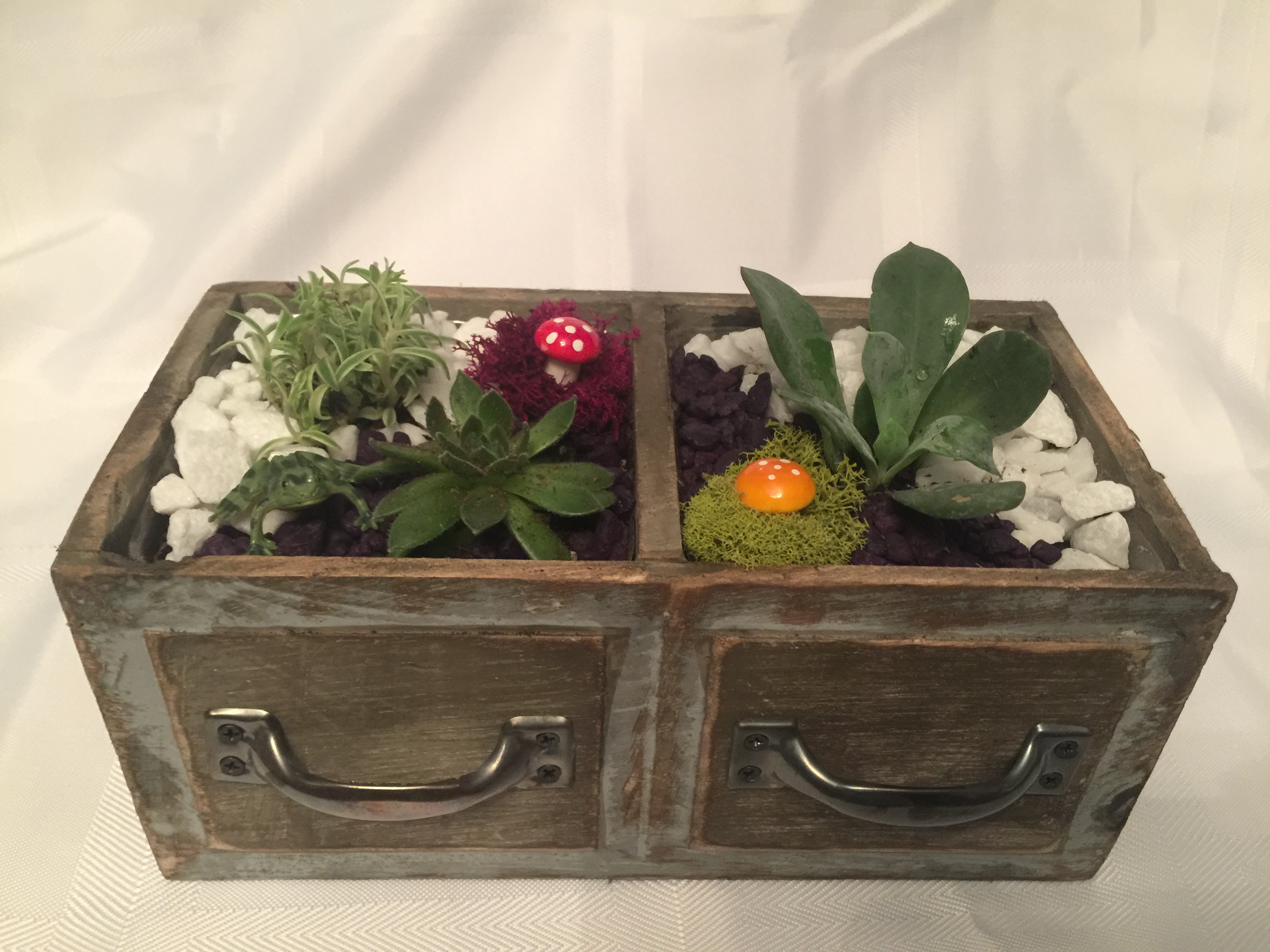 A Succulent Garden in Double Drawer  You Design Your Way plant nite project by Yaymaker