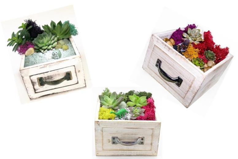 A Succulent Garden in White Wooden Drawer  Owl Dino or Crystal plant nite project by Yaymaker