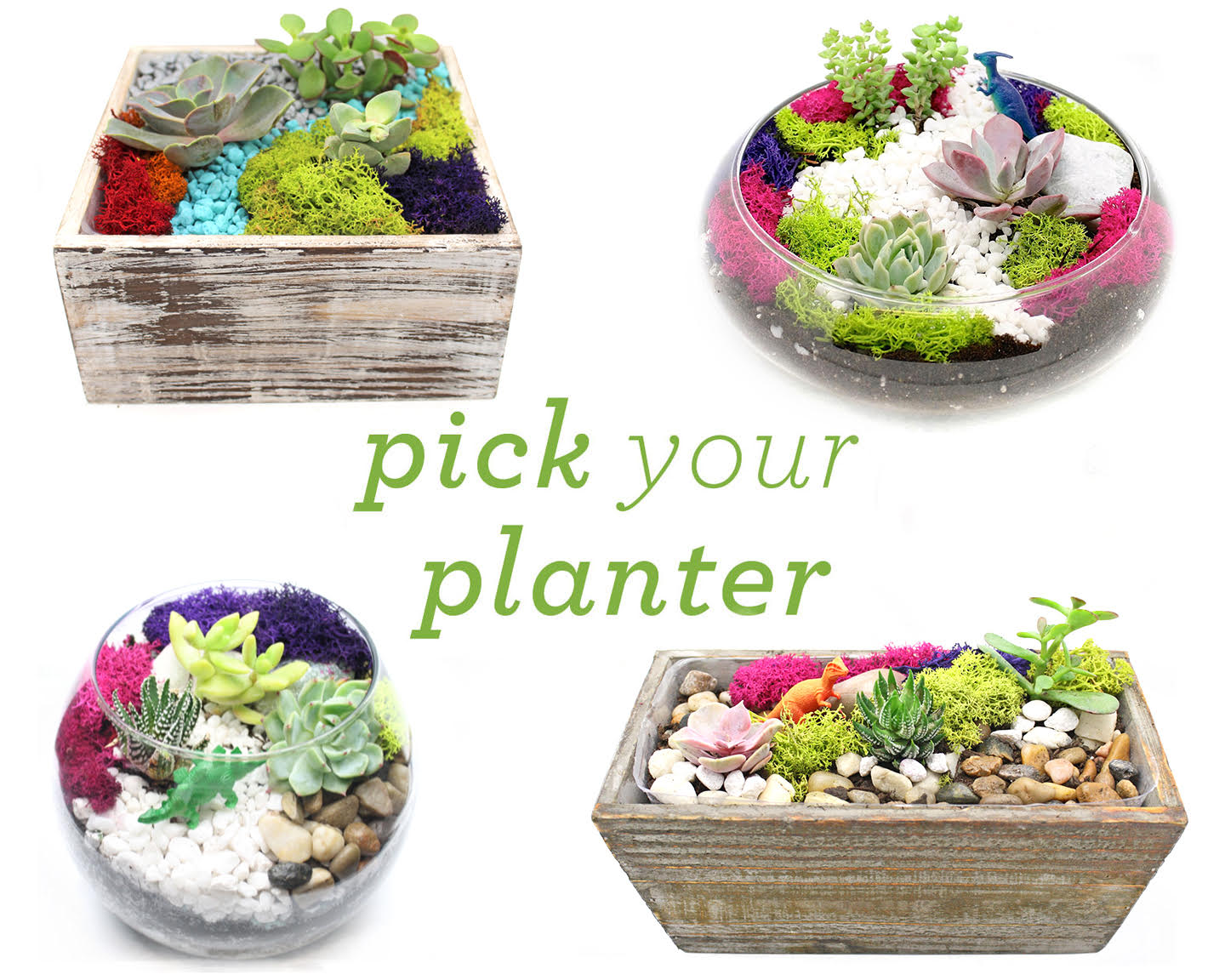A Succulent Terrarium in Glass or Wood Container Pick Your Planter plant nite project by Yaymaker
