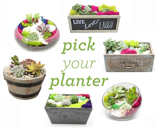 A Pick Your Planter Premium Succulent Terrarium plant nite project by Yaymaker