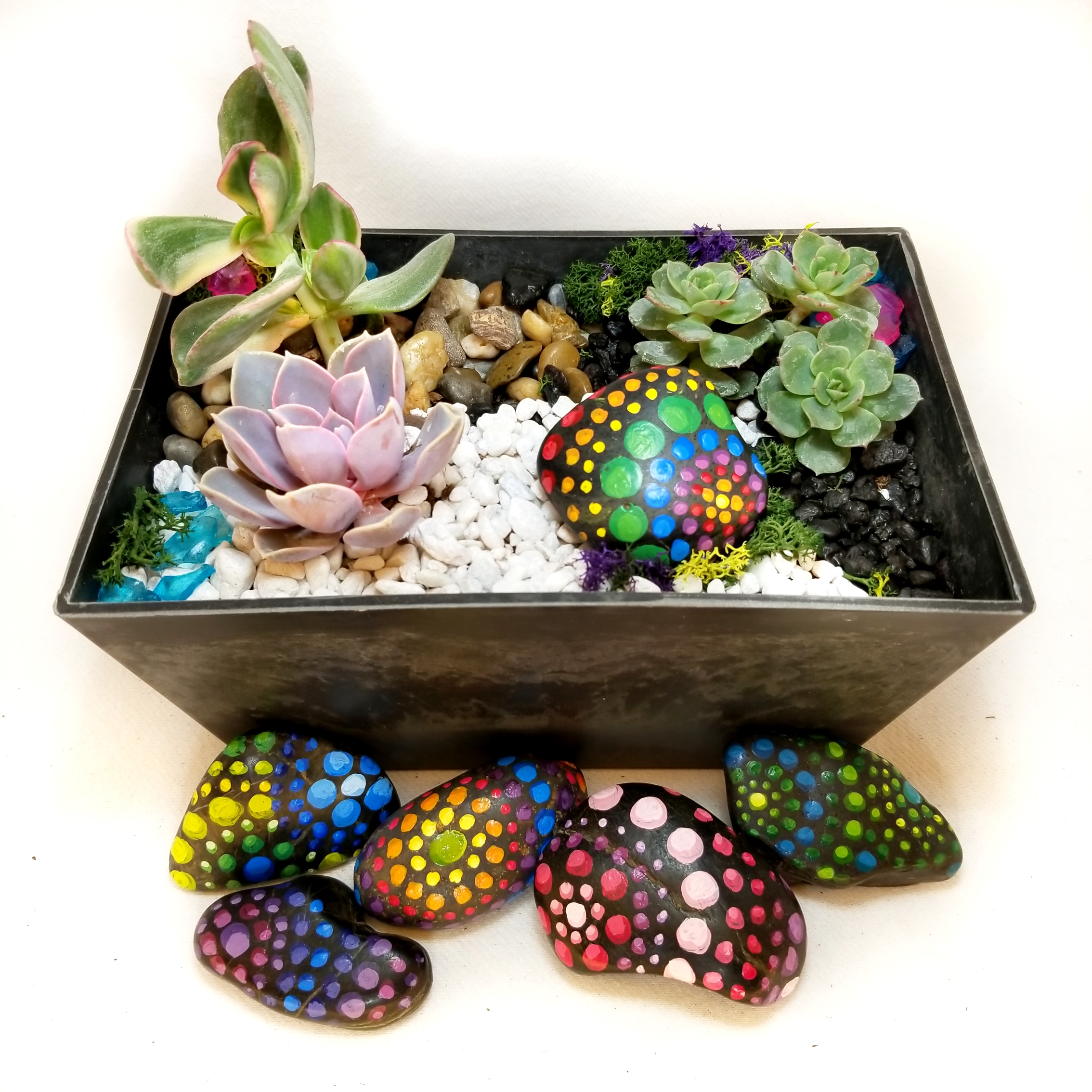 A Paint your own Color Pop Rock with Succulents plant nite project by Yaymaker