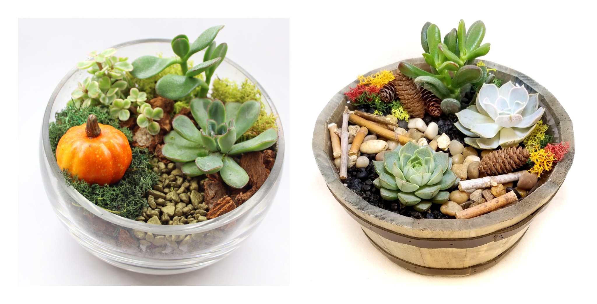 A Fall Succulents in Barrel or Slope Bowl plant nite project by Yaymaker