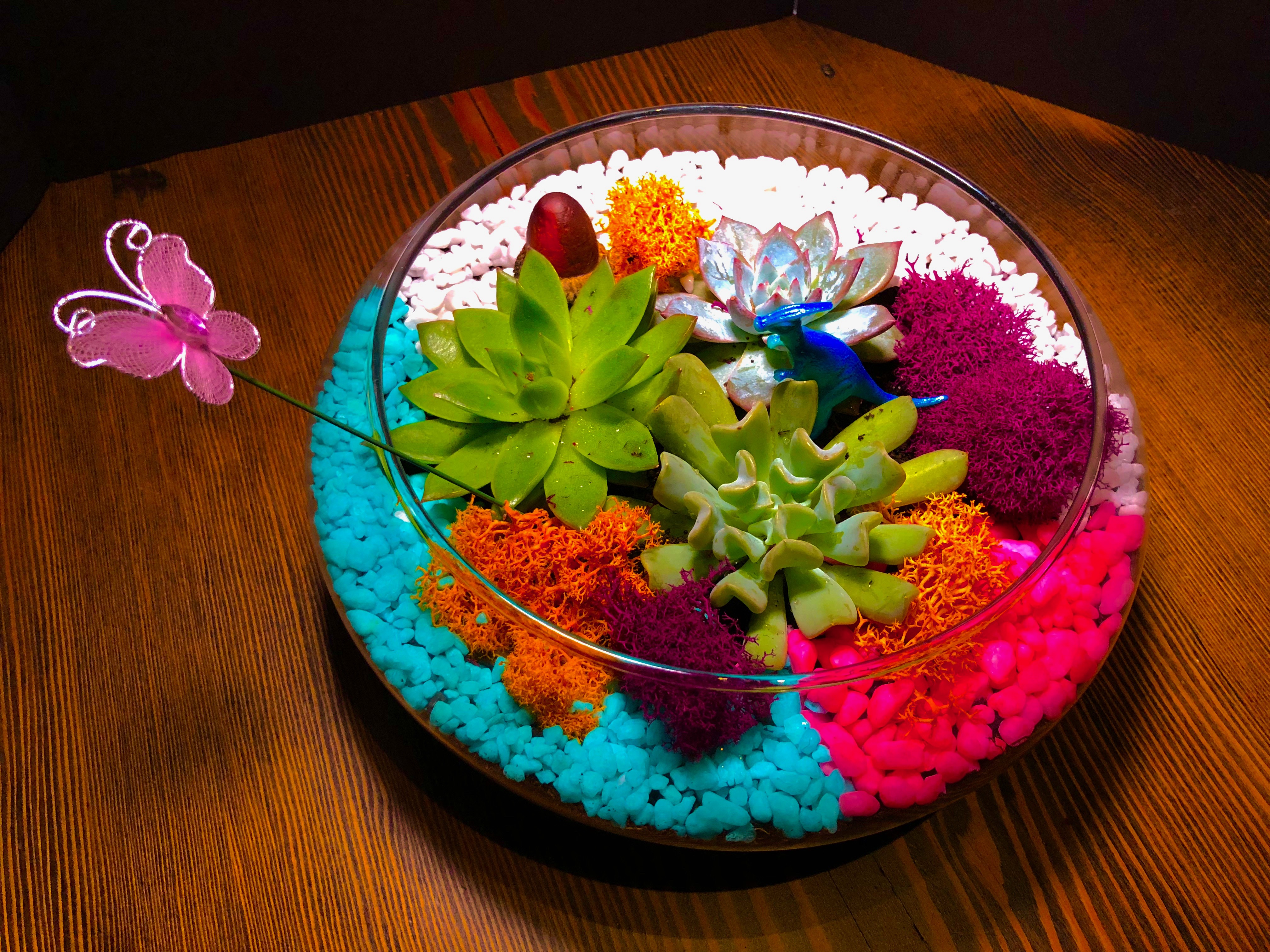 A Succulent Terrarium in Glass Lily Bowl plant nite project by Yaymaker