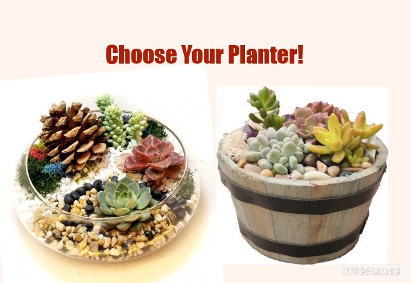A Choose Your Planter Lily Bowl or Whiskey Barrel plant nite project by Yaymaker