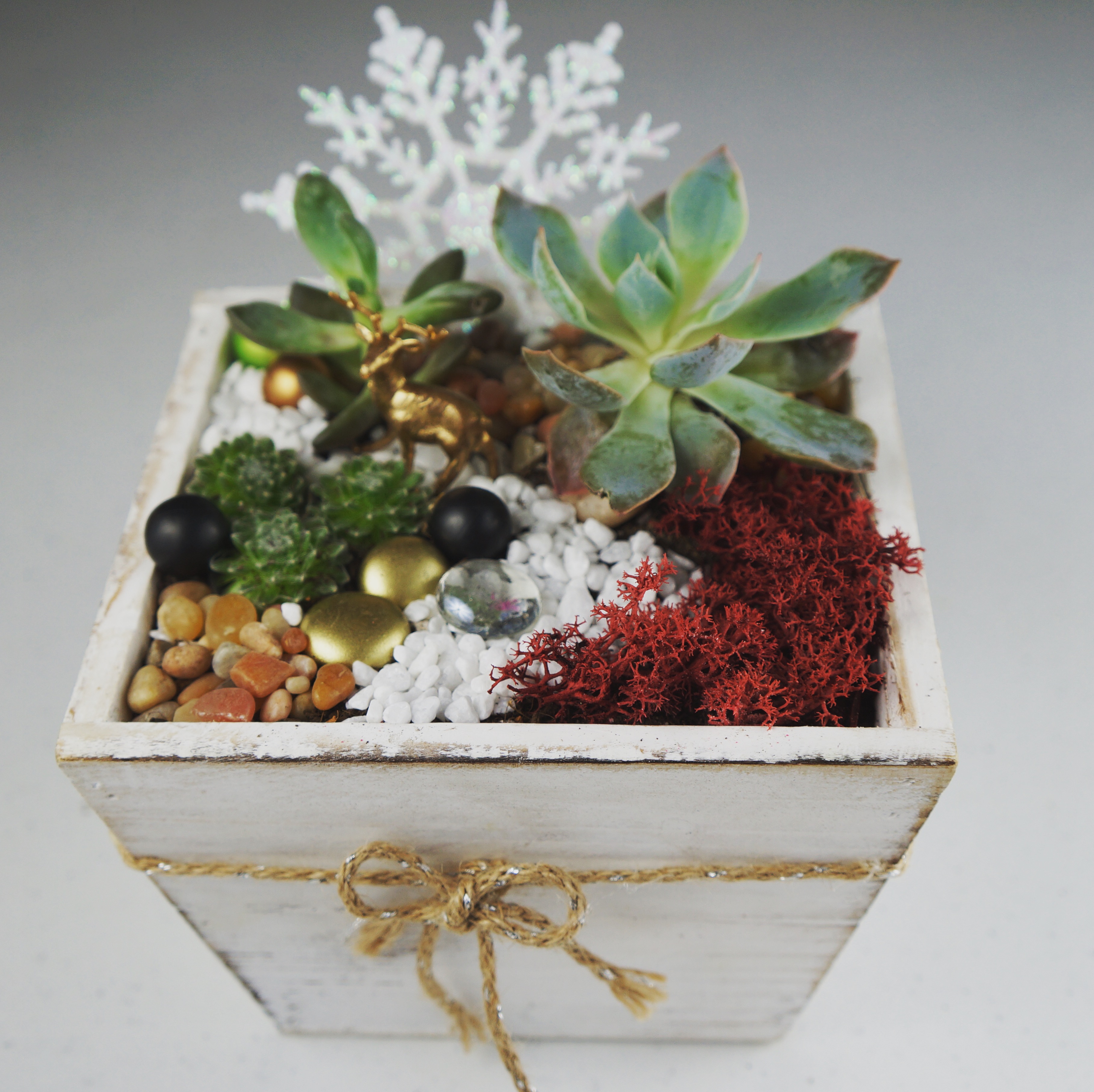 A Christmas Shine plant nite project by Yaymaker
