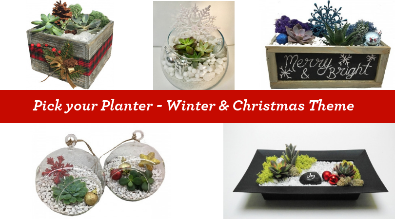 A Pick your Planter Winter  Christmas Theme plant nite project by Yaymaker