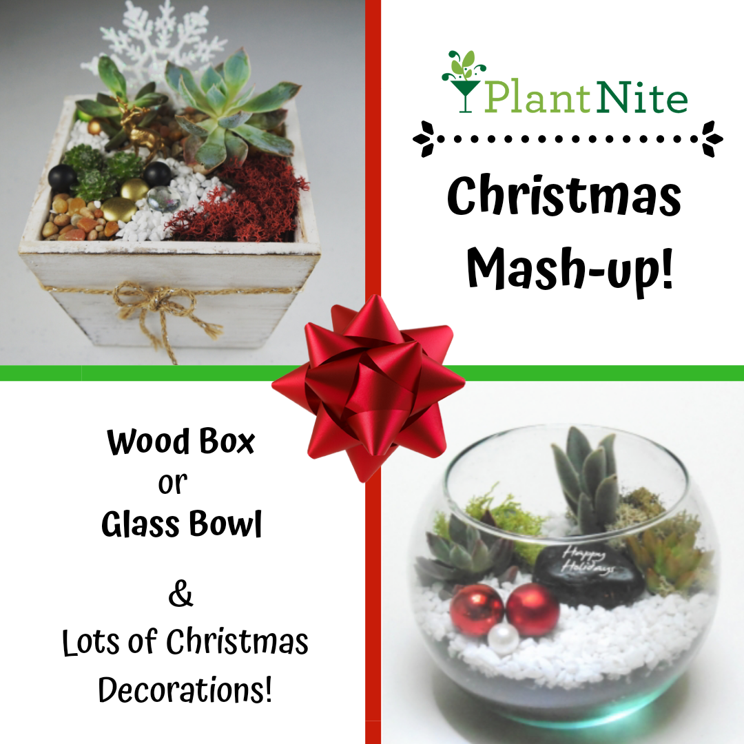 A Christmas Mashup plant nite project by Yaymaker