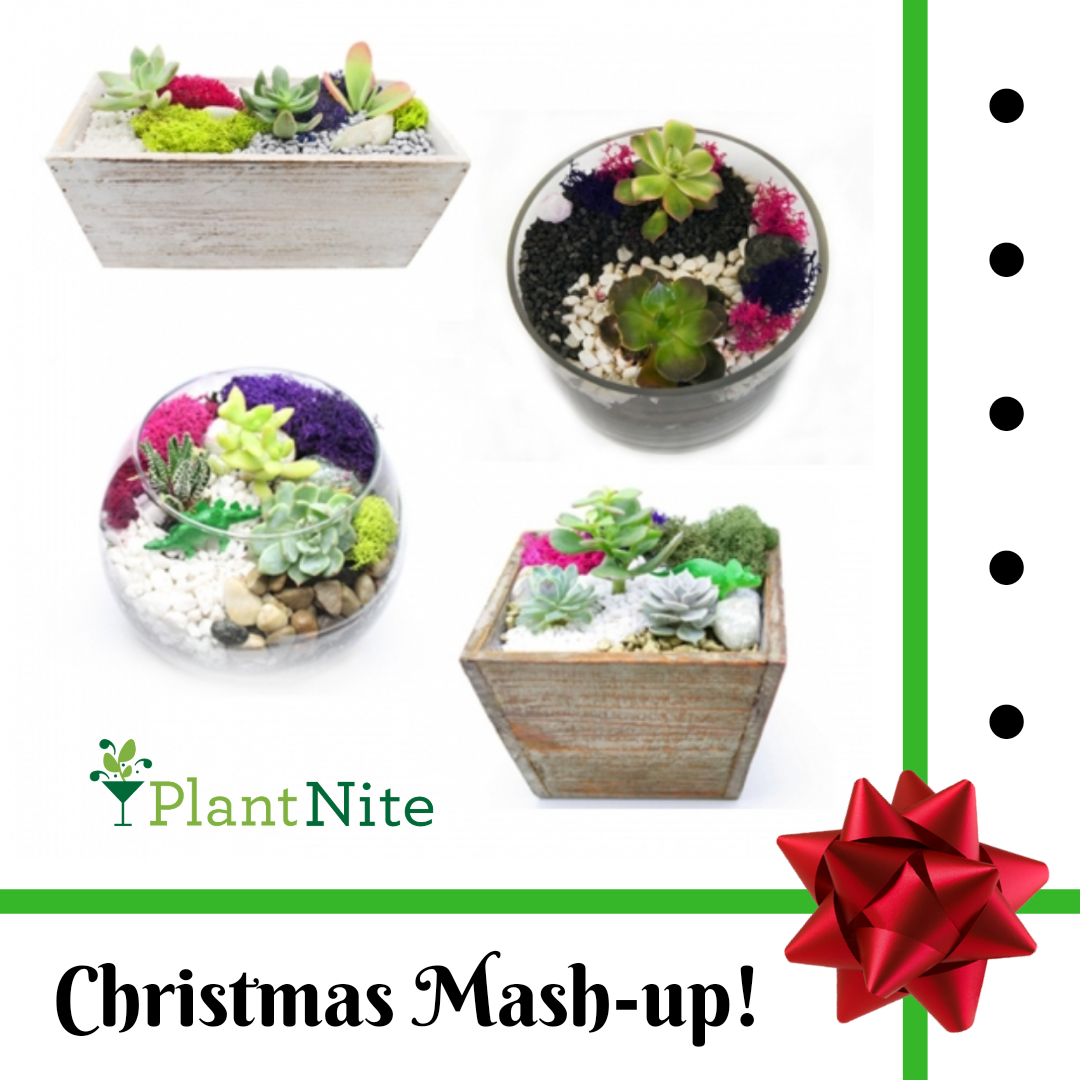A Mashup Chritsmas Edition plant nite project by Yaymaker